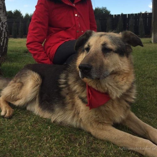 alf-niekonfliktowy-przytulas-do-pokochania-63837-psy.jpg