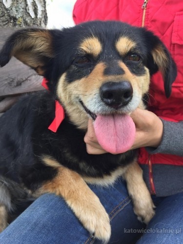 bozenka-kochana-sunia-szuka-wspanialego-domu-63854-psy.jpg