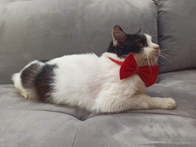 bonifacy-domowy-kotek-szuka-kochajacego-domu-63914-katowice.jpg