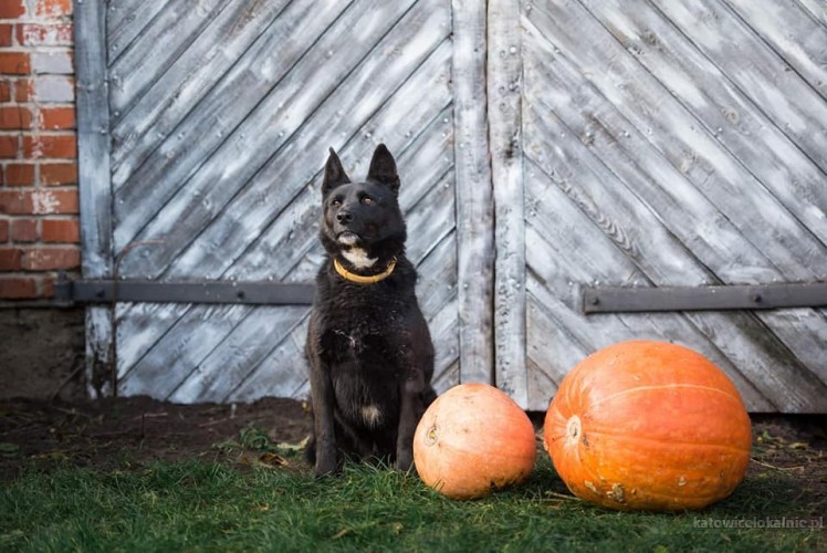 onyx-cudowny-psiak-w-typie-owczarka-szuka-domu-63990-katowice-na-sprzedaz.jpg