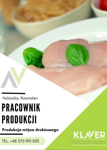 Praca przy Pakowaniu mięsa drobiowego- praca w Holandii na umowie Holenderskiej  !!!