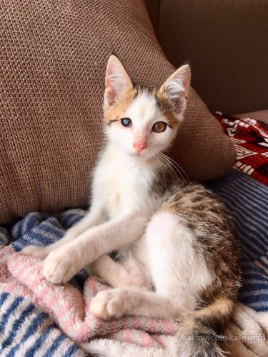 8-tygodniowe-super-kocieta-szukaja-domow-64127-sprzedam.jpg