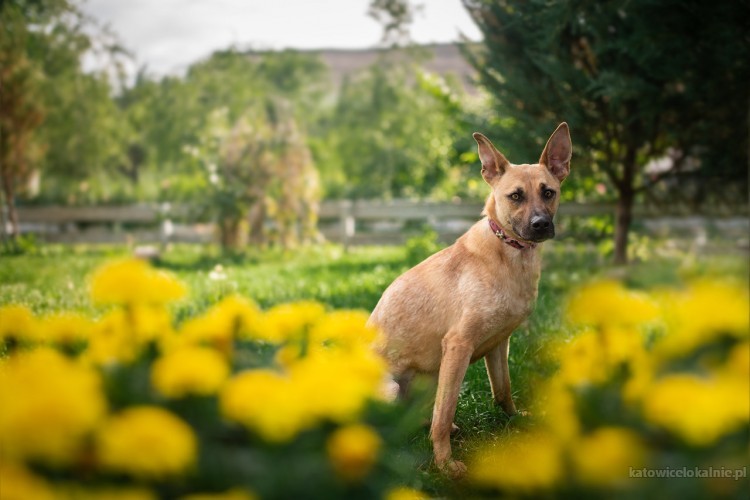 Lila - młodziutka, delikatna sunia w typie OWCZARKA adopcja