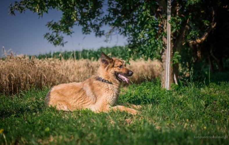 aza-wesola-piekna-sunia-owczarka-do-pokochania-64150-katowice-do-sprzedania.jpg