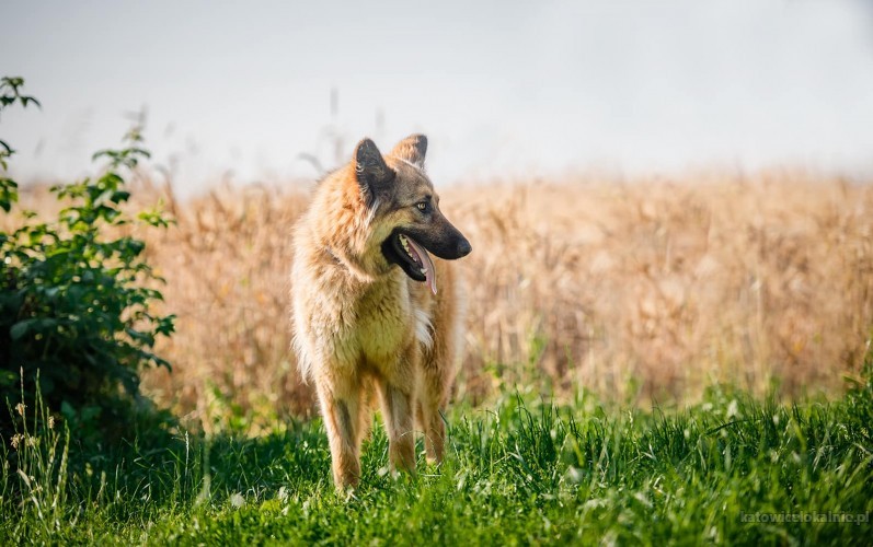 aza-wesola-piekna-sunia-owczarka-do-pokochania-64150-katowice-foto.jpg