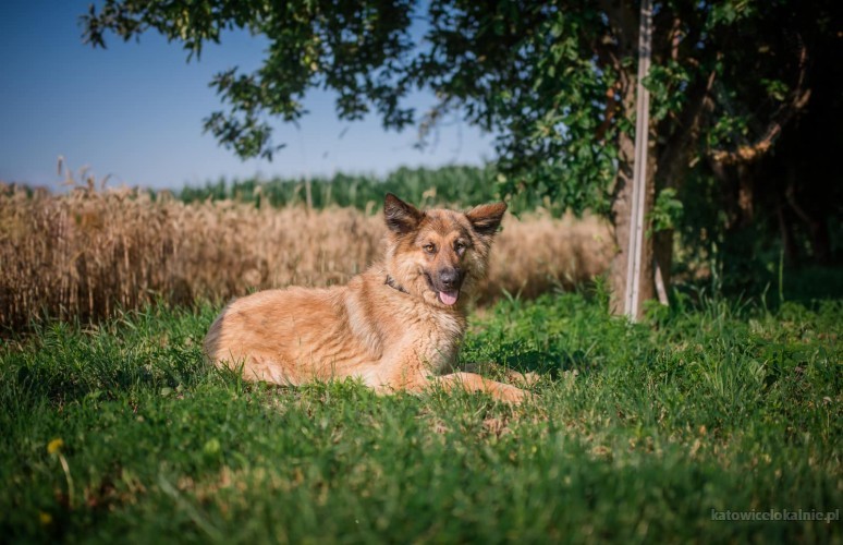 aza-wesola-piekna-sunia-owczarka-do-pokochania-64150-katowice.jpg