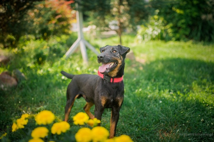fado-energiczny-terrier-szuka-aktywnego-domu-64167-katowice-do-sprzedania.jpg