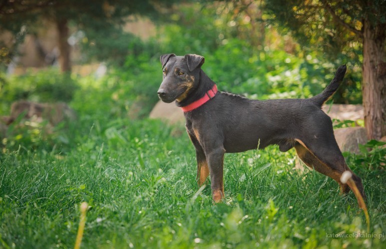 fado-energiczny-terrier-szuka-aktywnego-domu-64167-katowice.jpg