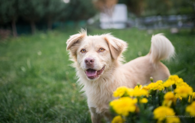 Niewielka, kremowa piękność - Beżyk poleca się do adopcji!