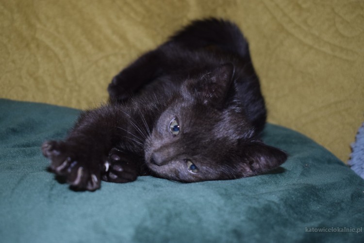 8-tygodniowe-koteczki-szukaja-kochajacych-domow-64437-katowice-foto.jpg