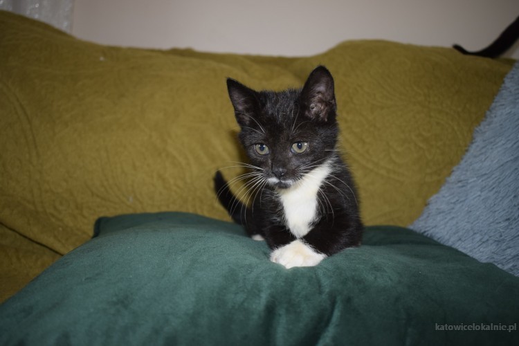8-tygodniowe-koteczki-szukaja-kochajacych-domow-64437-katowice.jpg