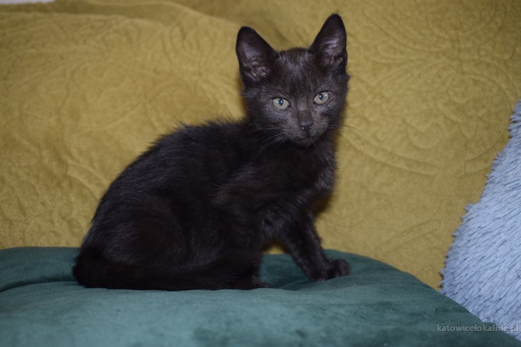 8-tygodniowe-koteczki-szukaja-kochajacych-domow-64437-koty.jpg