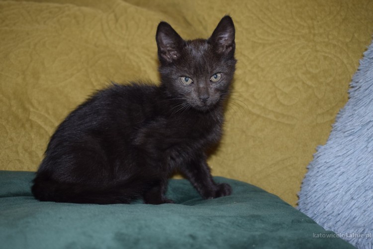 8-tygodniowe-koteczki-szukaja-kochajacych-domow-64437-sprzedam.jpg