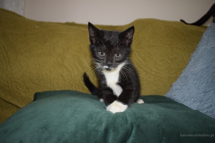 8-tygodniowe-koteczki-szukaja-kochajacych-domow-64437-zdjecia.jpg