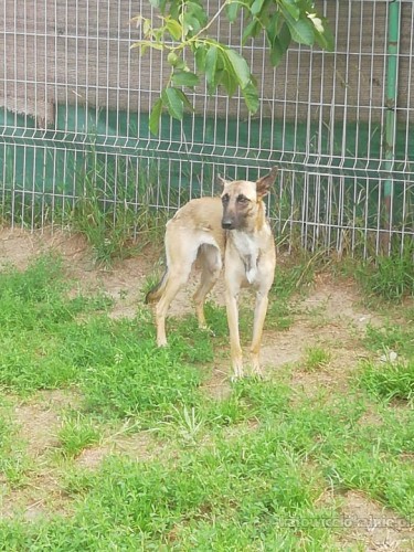 cud-malina-sunia-w-typie-malinois-szuka-domu-64548-katowice-na-sprzedaz.jpg
