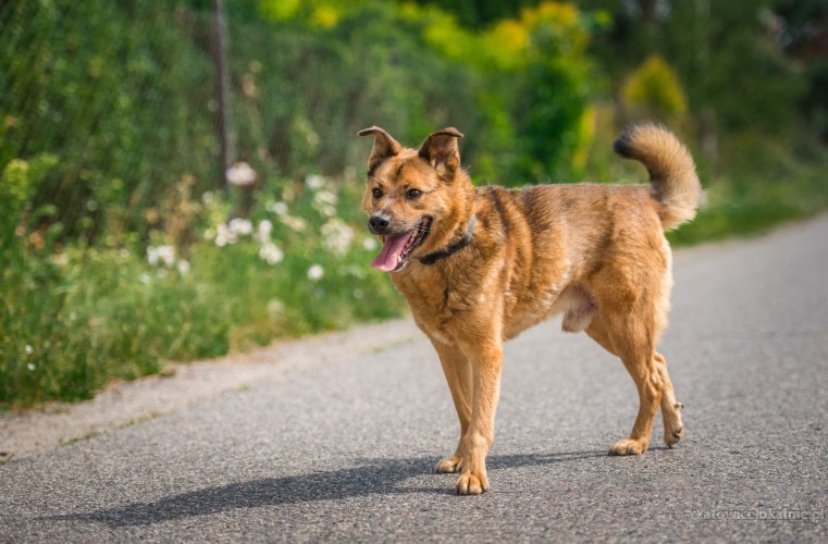 rudzik-kochany-spragniony-milosci-psiak-szuka-domu-64674-katowice-foto.jpg