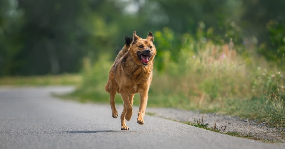 rudzik-kochany-spragniony-milosci-psiak-szuka-domu-64674-katowice.jpg