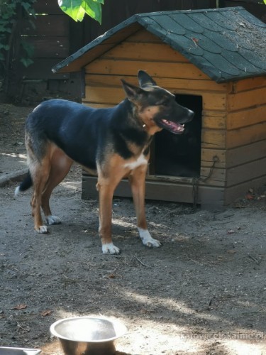 przepiekna-gaja-niekonfliktowa-sunia-zabrana-z-ciezkiego-schroniska-65002-katowice-foto.jpg