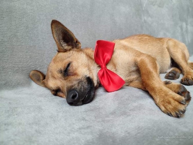 malutki-rufi-wesoly-psiaczek-szuka-domu-65165-katowice.jpg