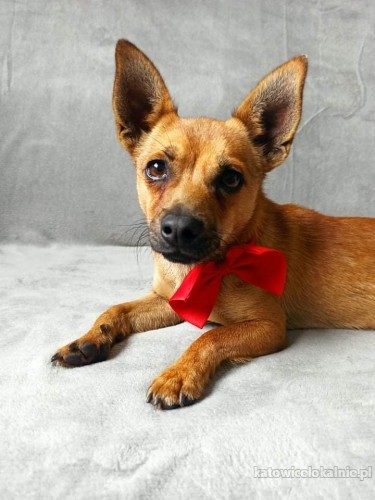 malutki-rufi-wesoly-psiaczek-szuka-domu-65165-psy.jpg