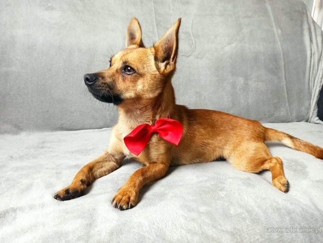 malutki-rufi-wesoly-psiaczek-szuka-domu-65165-sprzedam.jpg