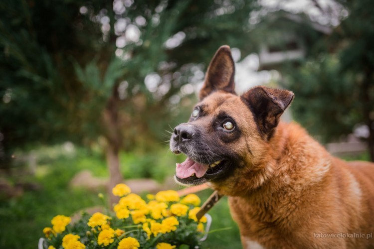 wiesio-wielkie-serce-w-cudownie-rudym-psie-65167-katowice.jpg