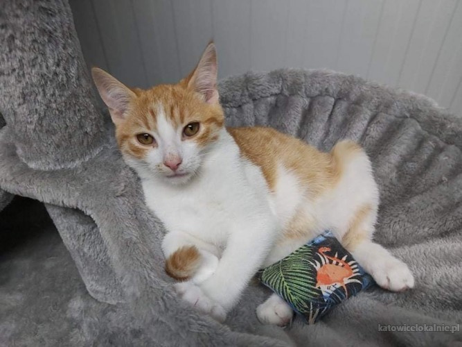 zdzisio-mlody-piekny-kocurek-szuka-domu-65233-katowice.jpg
