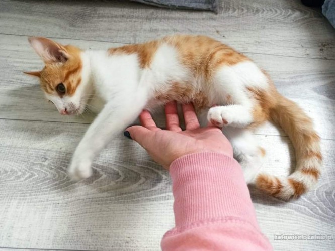 zdzisio-mlody-piekny-kocurek-szuka-domu-65233-sprzedam.jpg
