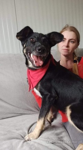 kochana-pelna-energii-zylka-szuka-domu-65234-katowice.jpg