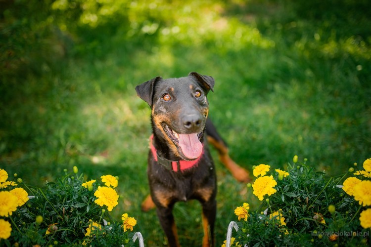 fado-wspanialy-pelen-energii-terrier-mix-65567-katowice-foto.jpg