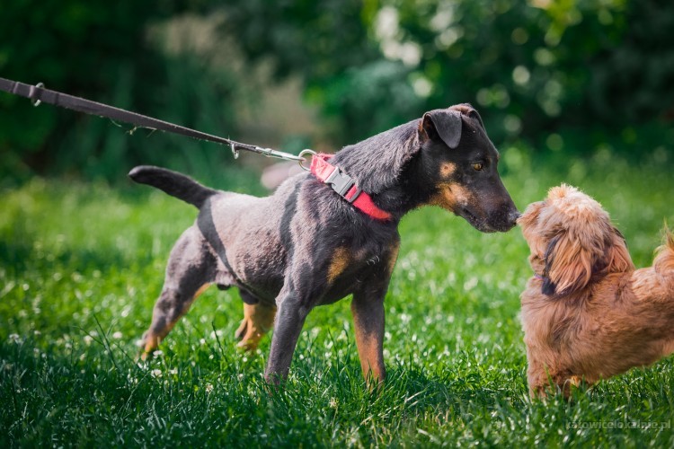 fado-wspanialy-pelen-energii-terrier-mix-65567-katowice-na-sprzedaz.jpg