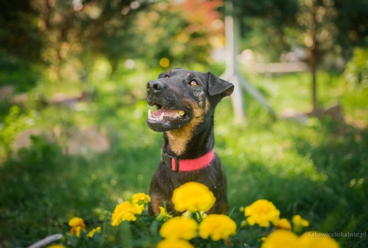 fado-wspanialy-pelen-energii-terrier-mix-65567-psy.jpg