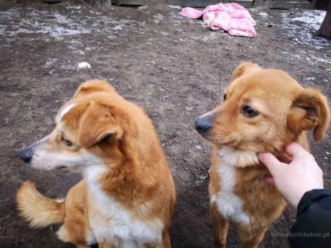 liski-urwiski-dwaj-bracia-z-wojtyszek-szukaja-domu-65568-psy.jpg