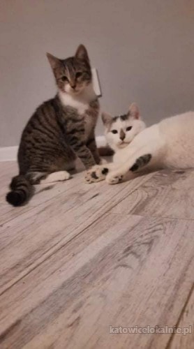 dwa-cudne-koty-szukaja-kochajacego-domu-65598-katowice-do-sprzedania.jpg