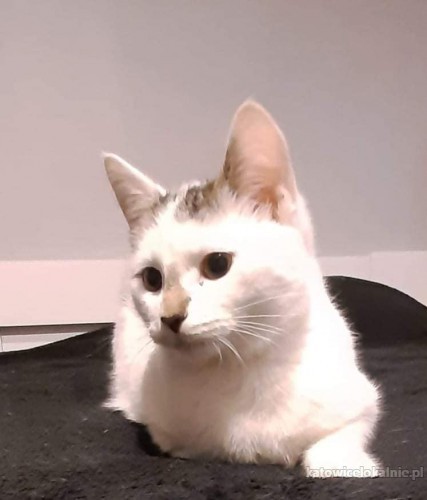 dwa-cudne-koty-szukaja-kochajacego-domu-65598-katowice-foto.jpg
