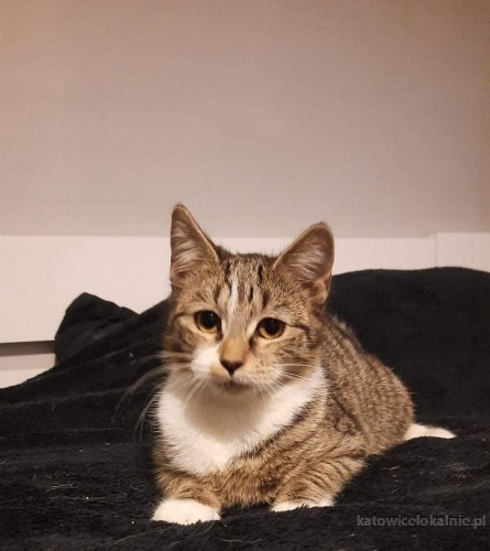 dwa-cudne-koty-szukaja-kochajacego-domu-65598-katowice-na-sprzedaz.jpg