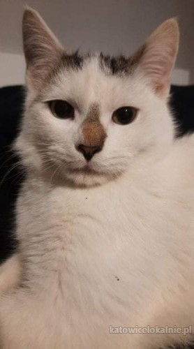 dwa-cudne-koty-szukaja-kochajacego-domu-65598-katowice.jpg