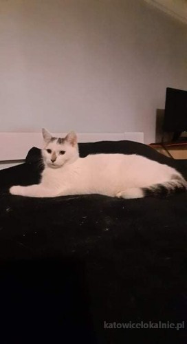 dwa-cudne-koty-szukaja-kochajacego-domu-65598-koty.jpg