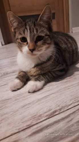 dwa-cudne-koty-szukaja-kochajacego-domu-65598-sprzedam.jpg