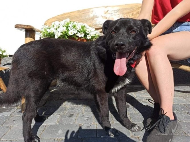 adas-uroczy-i-kochany-psiak-do-pokochania-65773-katowice.jpg