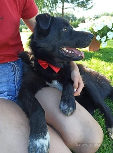 adas-uroczy-i-kochany-psiak-do-pokochania-65773-zdjecia.jpg
