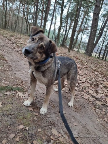 Ciapek - wesoły, dzieciolubny psiak do pokochania!