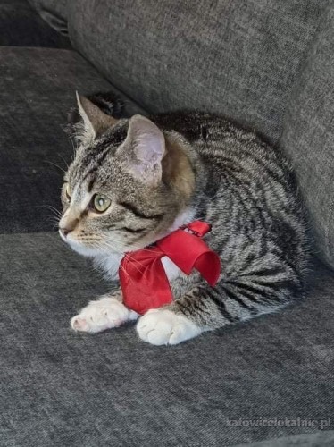 kazik-towarzyski-koci-dzieciak-do-pokochania-65823-katowice.jpg