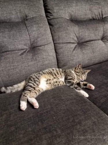 kazik-towarzyski-koci-dzieciak-do-pokochania-65823-koty.jpg
