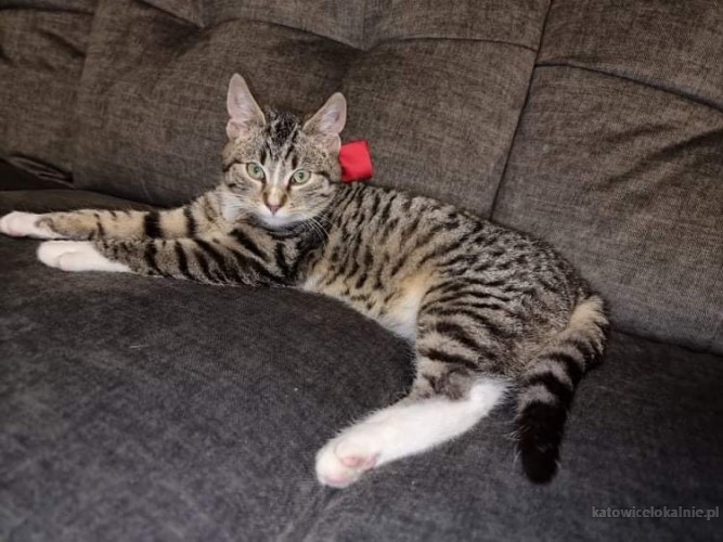 kazik-towarzyski-koci-dzieciak-do-pokochania-65823-sprzedam.jpg