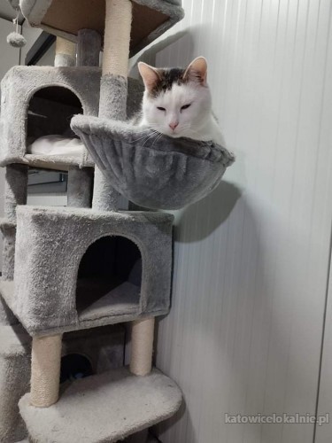 piekny-i-przyjazny-kocurek-macius-szuka-domu-65831-katowice.jpg