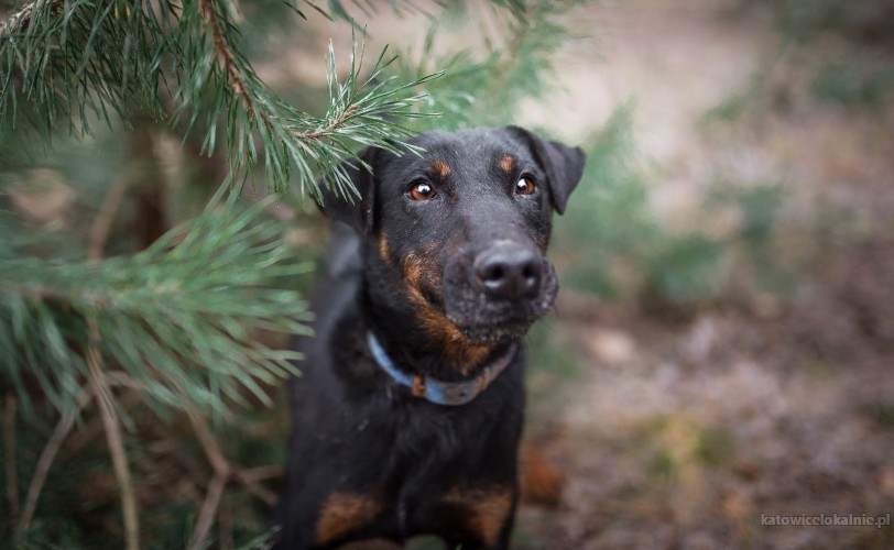 fado-terrier-z-krwi-i-kosci-szuka-aktywnego-domu-66279-katowice-do-sprzedania.jpg