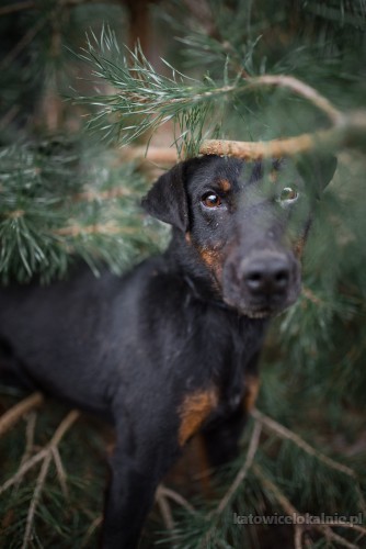 Fado - terrier z krwi i kości szuka aktywnego domu!