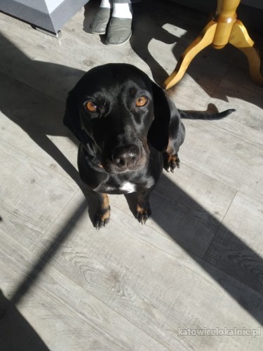 mora-rodzinna-przyjazna-sunia-gonczy-do-pokochania-66441-psy.jpg