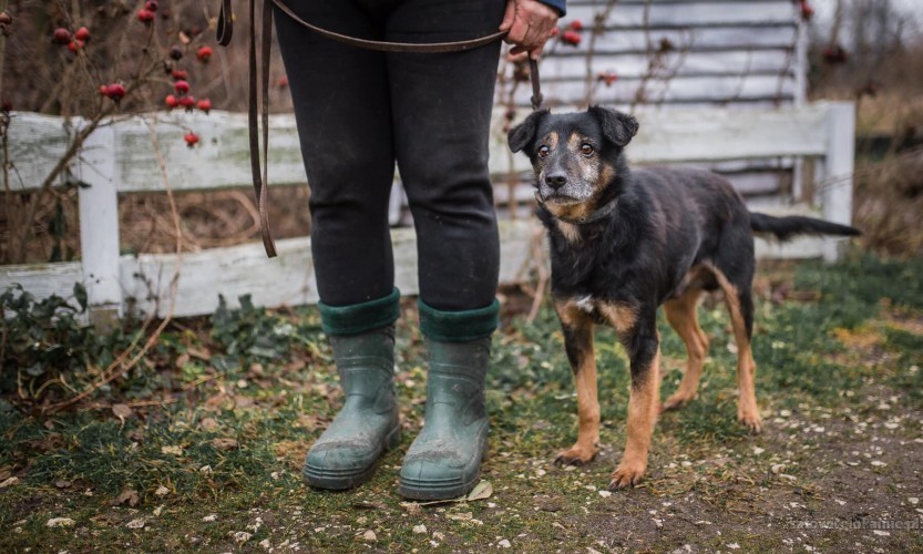 niko-wesoly-psiak-wyrzucony-jak-zbedna-rzecz-pokochaj-go-66515-sprzedam.jpg